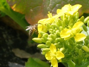 菜花　ミツバチ